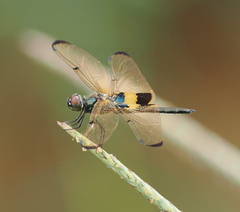 Rhyothemis phyllis