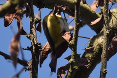 Cyanistes caeruleus