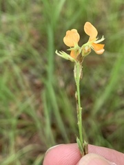 Alysicarpus aurantiacus