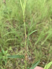 Alysicarpus aurantiacus