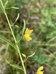 Chamaecrista mimosoides