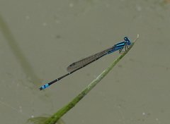 Pseudagrion microcephalum