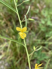 Chamaecrista mimosoides