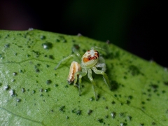 Opisthoncus abnormis