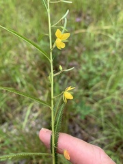 Chamaecrista mimosoides