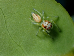 Opisthoncus abnormis