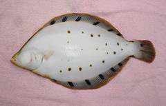 Spotted Halibut photo 3