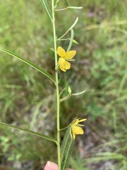 Chamaecrista mimosoides