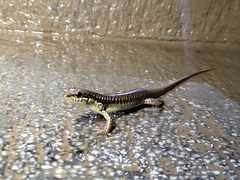 Sphenomorphus incognitus