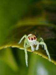 Opisthoncus abnormis