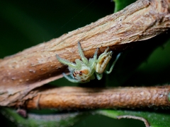 Opisthoncus abnormis