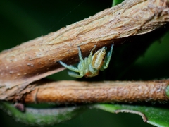 Opisthoncus abnormis