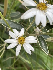 Olearia megalophylla