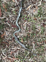 Cryptophis nigrescens