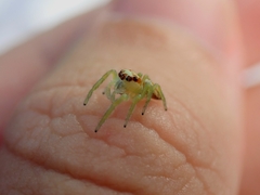 Opisthoncus abnormis