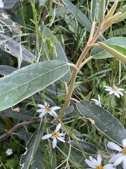 Olearia megalophylla