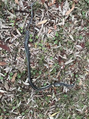 Cryptophis nigrescens