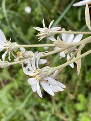 Olearia megalophylla
