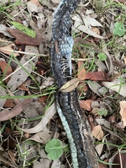 Cryptophis nigrescens