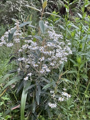Olearia megalophylla
