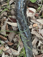 Cryptophis nigrescens