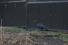 Corvus corone