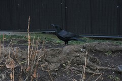 Corvus corone
