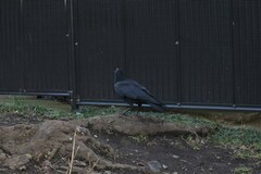 Corvus corone