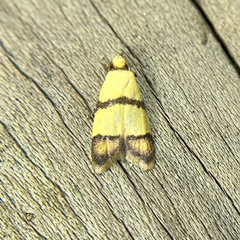 Heteroteucha distephana