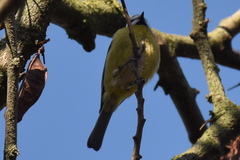 Cyanistes caeruleus