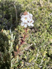 Euphrasia crassiuscula