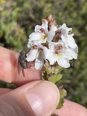 Euphrasia crassiuscula