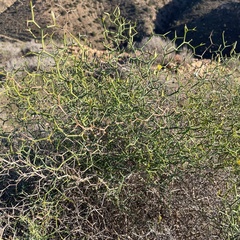 Launaea arborescens
