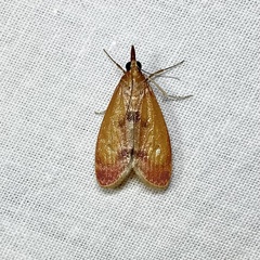 Syntonarcha iriastis
