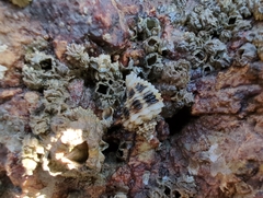 Paciocinebrina circumtexta