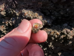 Paciocinebrina circumtexta