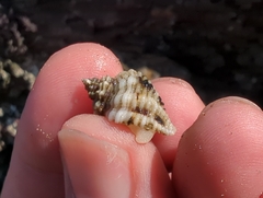 Paciocinebrina circumtexta