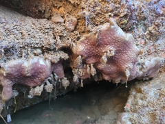 Eudistoma psammion