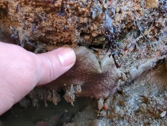 Eudistoma psammion
