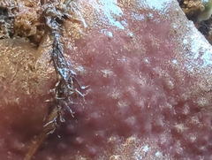 Eudistoma psammion