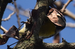 Cyanistes caeruleus