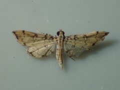 Nacoleia