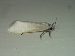 Scirpophaga