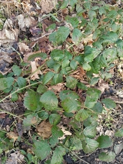 Rubus apetalus