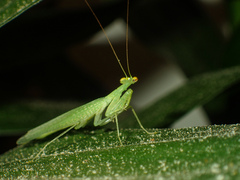 Tropidomantis