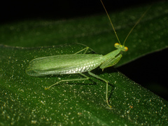 Tropidomantis