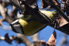 Cyanistes caeruleus