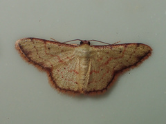 Idaea craspedota