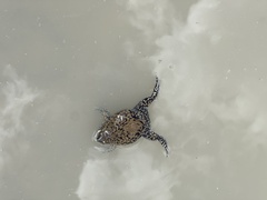 Dermatonotus muelleri