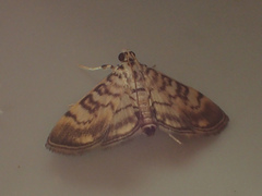 Tabidia aculealis